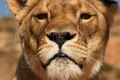 lioness0269