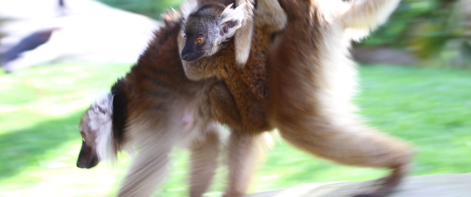 Lemur-gowild-bild